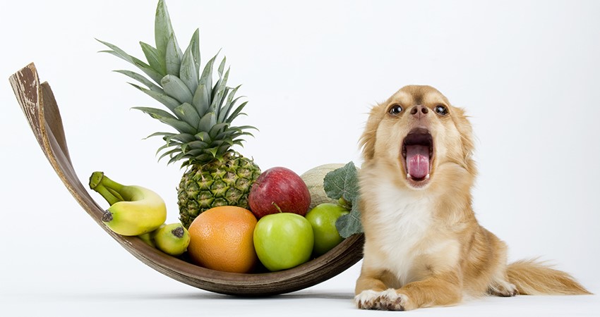 Can Dogs Eat Pineapple – How to Give This Great Fruit to Your Pet?