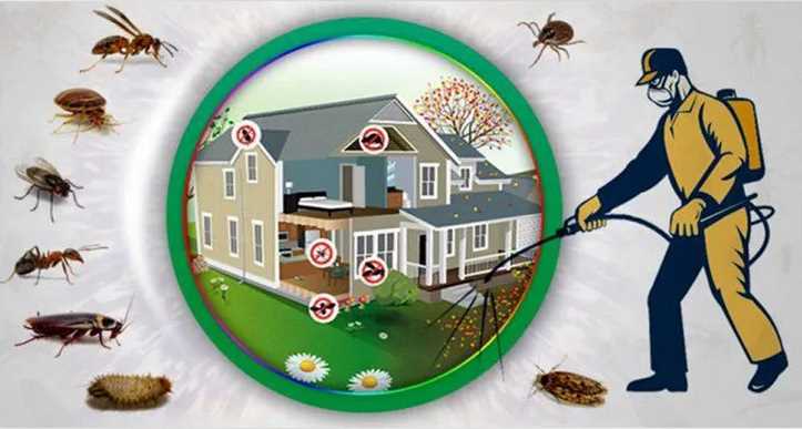 Pest control ish site: What you can expect from a rat control service