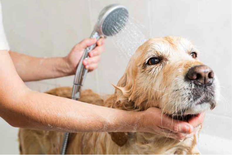 The most essential Do’s and Don’ts for dog grooming