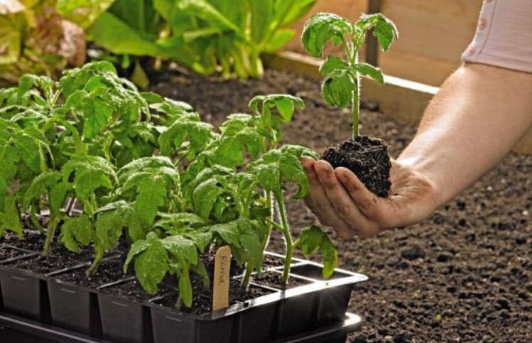 100% Perfect Vegetables and Flowering Plantation Growth Plan