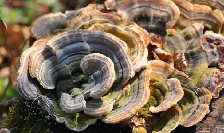 A Complete Guide About Turkey Tail Mushroom