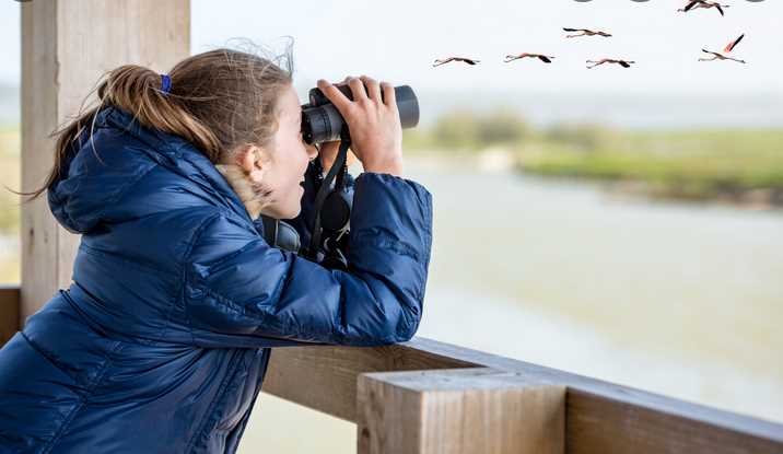 5 Benefits of Birdwatching You Didn’t Know About