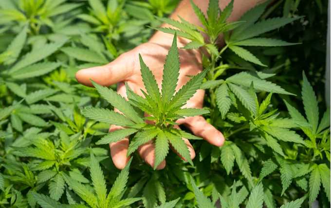 Grow Cannabis Easily