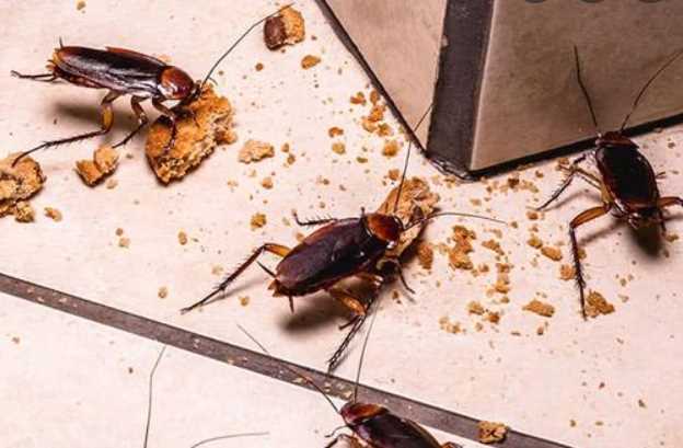5 Signs You May Have A Pest Problem