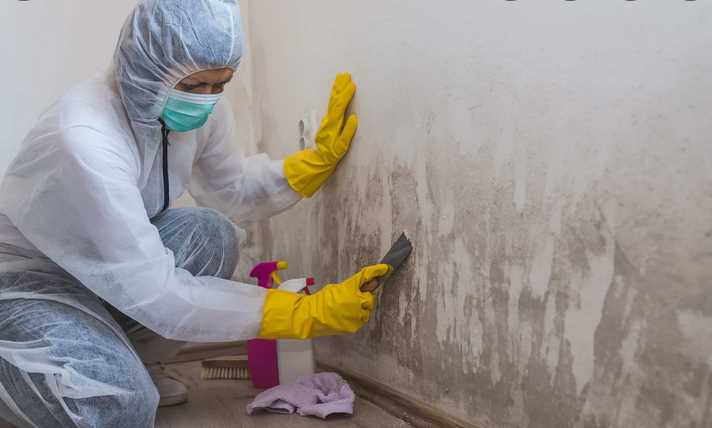 How much is a mold inspection?