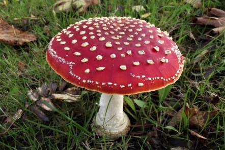 Fly Agaric Has Unpredictable Effects