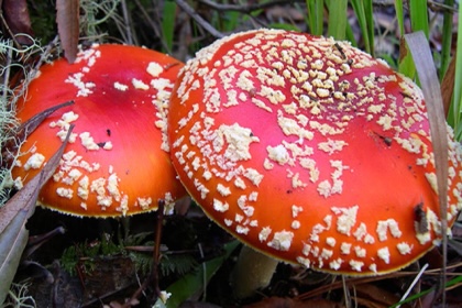 Risks Associated with Amanita Muscaria