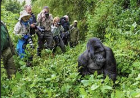 Gorilla Safari Trip Uganda – A Dream Adventure