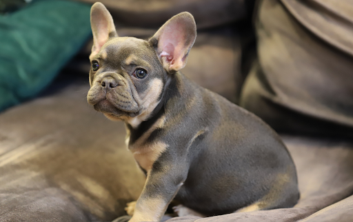 How may a French bulldog be used to harvest sperm