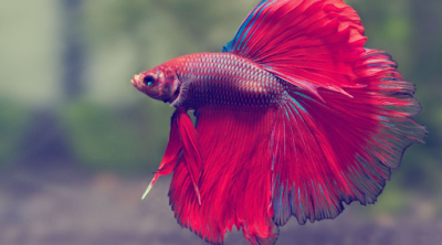 What is the best food to feed betta fish, and how frequently should you do so