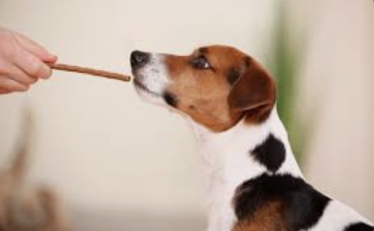 Bully Sticks for Dogs: A Delicious and Healthy Snack Option