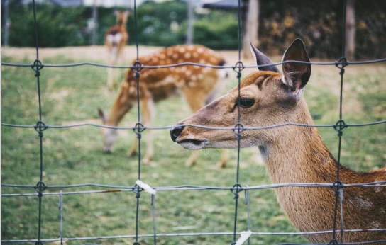 Deer Fencing Made Easy: How Deer Fence Kits Can Help You Protect Your Property