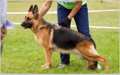Full Grown Dwarf German Shepherd The Breed That Always Looks Like A Puppy
