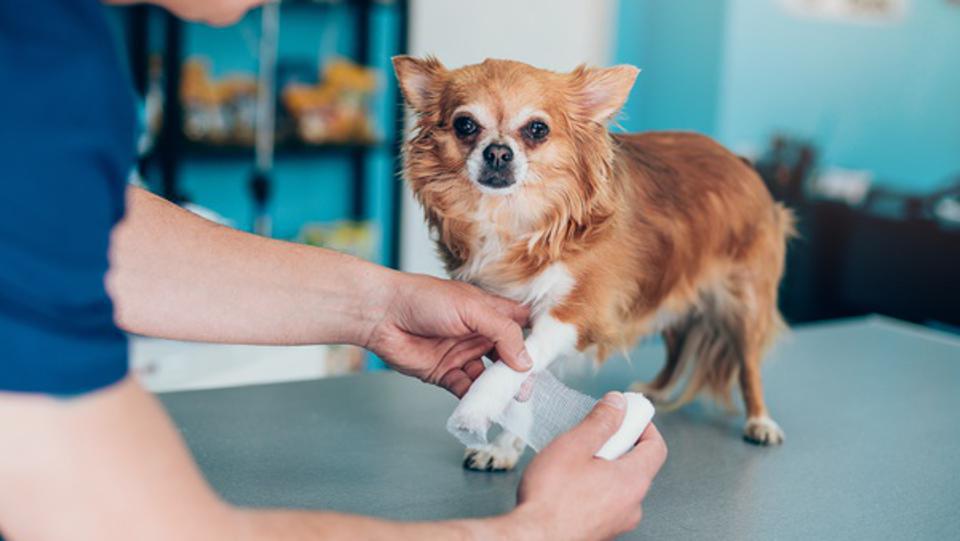 How to Make Pet Insurance Claims Easier