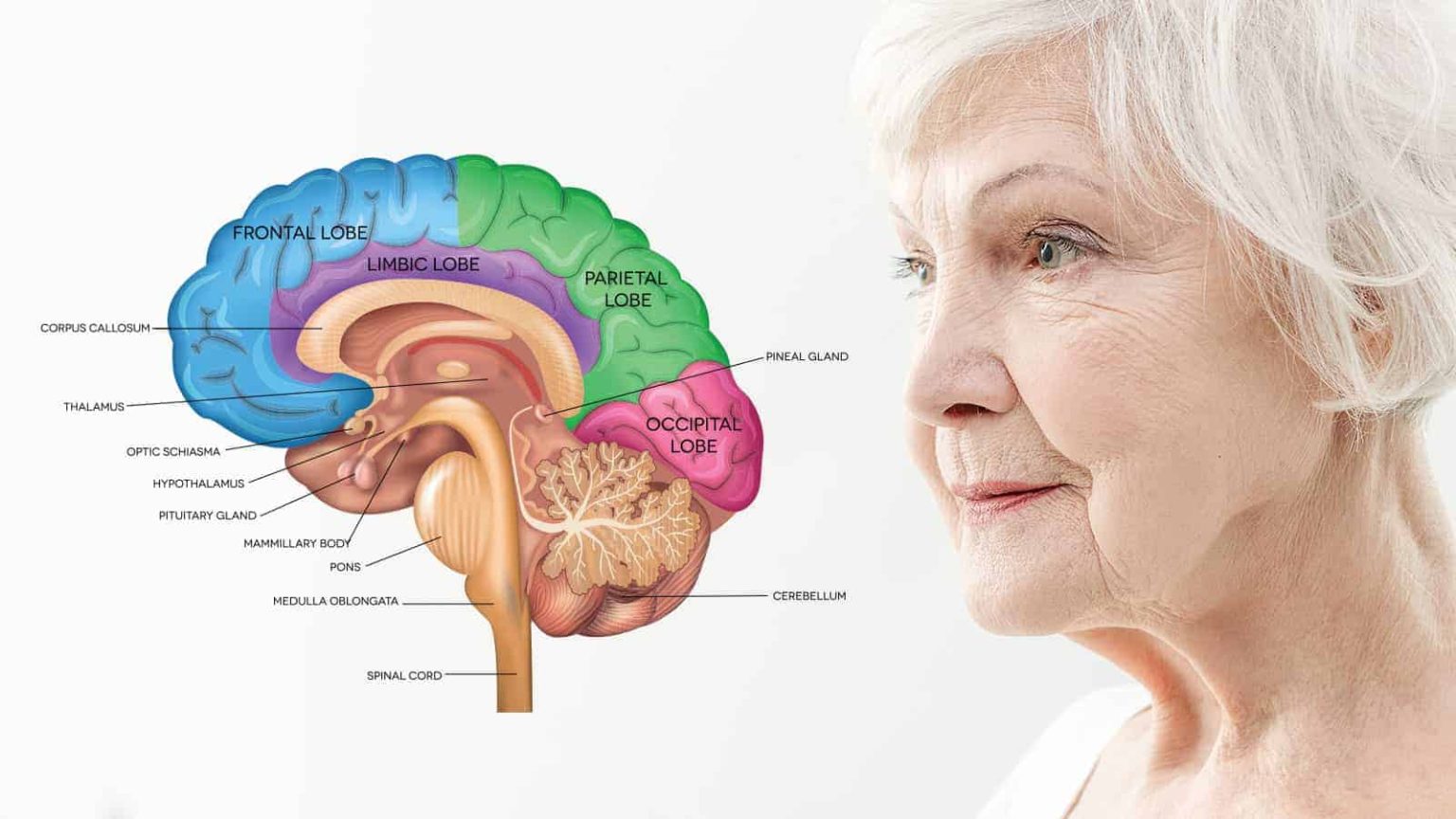 Inflammation And The Brain How To Reduce Inflammation For A Sharper Mind