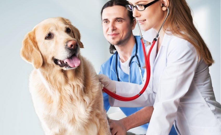 Common Questions About Pet Insurance Answered
