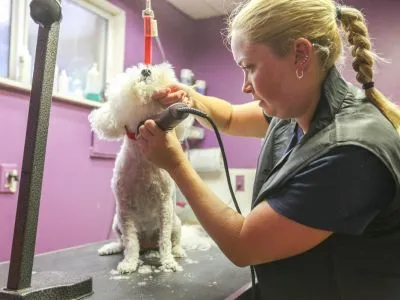 Unlocking the Digital Kennel: The Benefits and Flexibility of Dog Grooming Courses Online